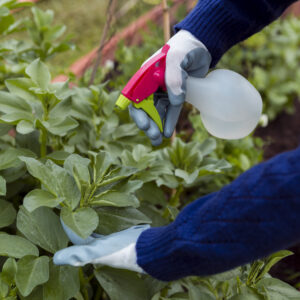 man spraying plants garden